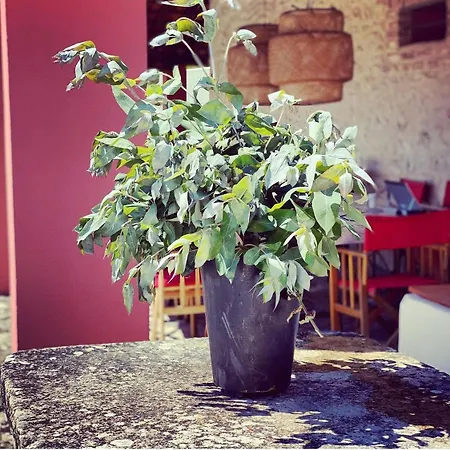 Casa Da Mata Nyaraló Torres Novas